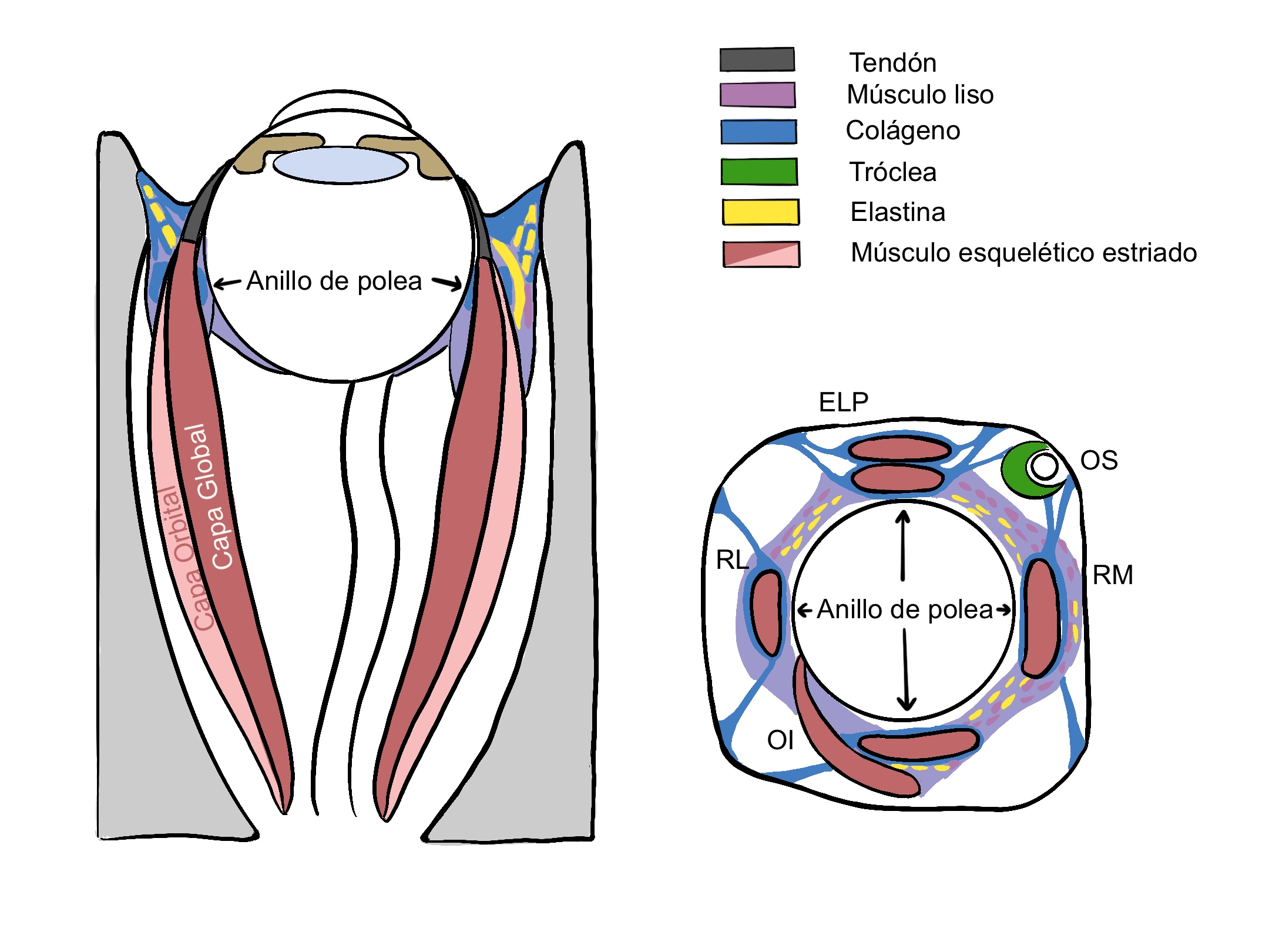 musculos ojo. Técnica digital